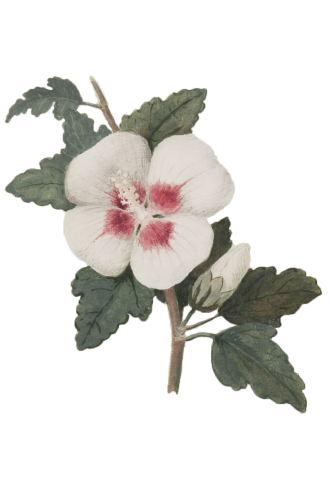 Hibiscus syriaca Altea PHAIDRA o 268235 v2